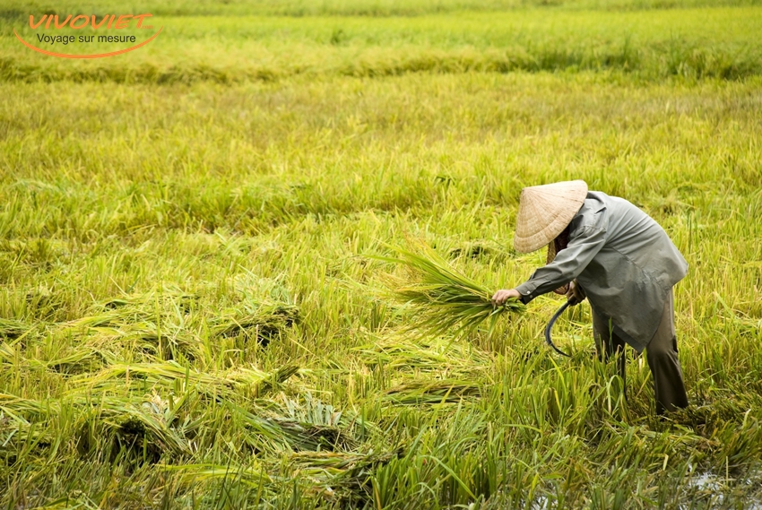 Man harvests rice in the Mekong Delta