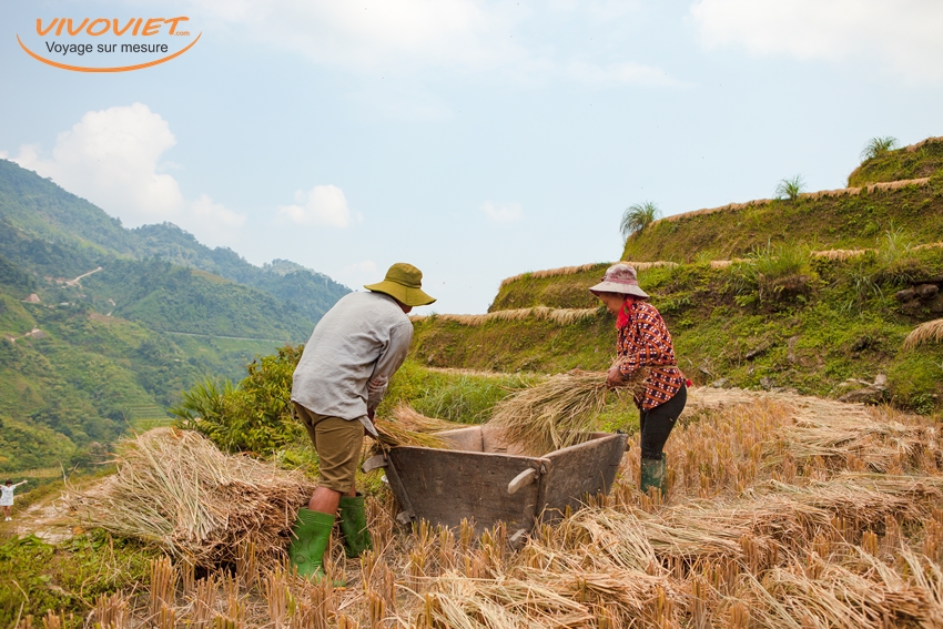 Rice fields on terraced of Hoang Su Phi, Ha Giang, Vietnam. Rice fields prepare the harvest at Northwest Vietnam.Vietnam landscapes.