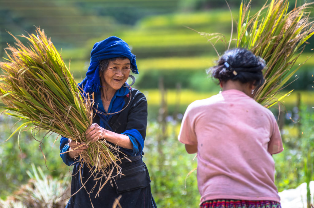 MU CANG CHAI – SEPTEMBER 24 : Undefined Vietnamese H’Mong farmer
