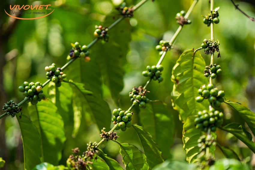 Excelsa coffee beans on tree