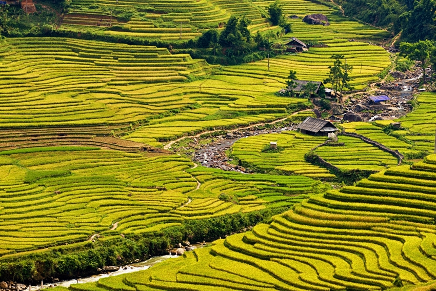 Rice fields near Sapa town in North Vietnam