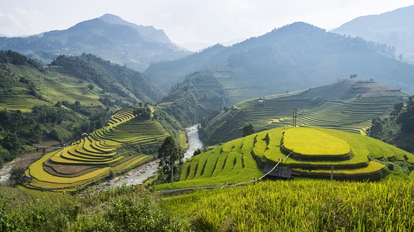 Terraced Rice Fields in Vietnam
