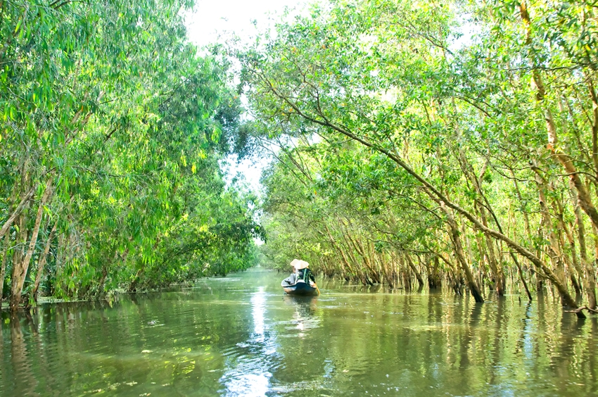 Tra Su Cajuput Forest, Mekong Delta, An Giang, Vietnam