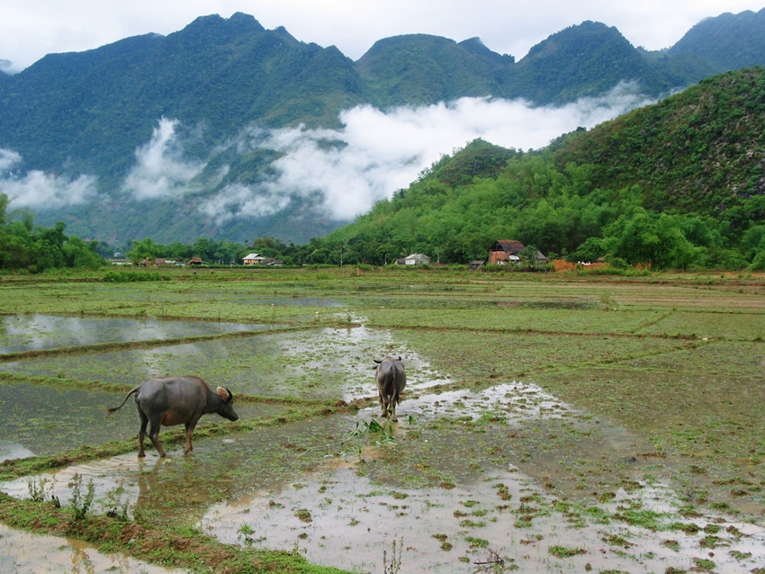 Water buffalos in paddy field
